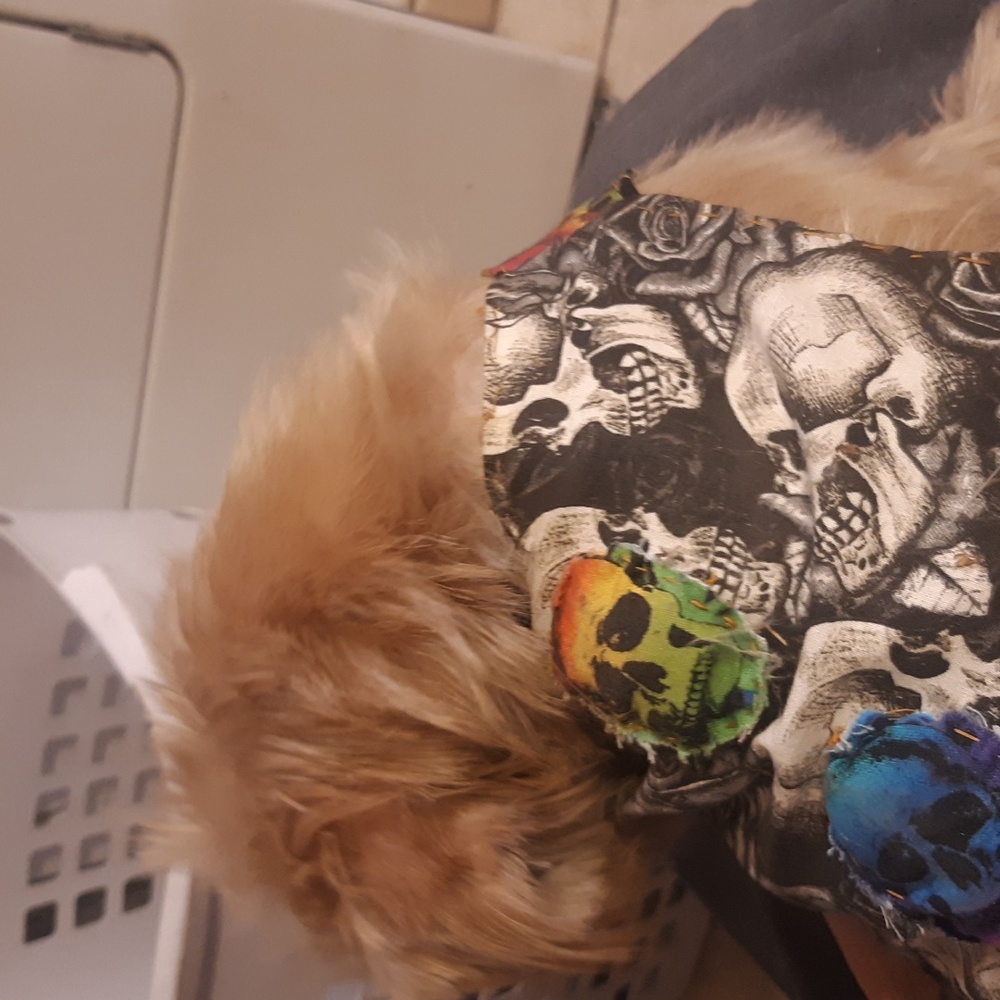 Rainbow skull Match My Pet Set
